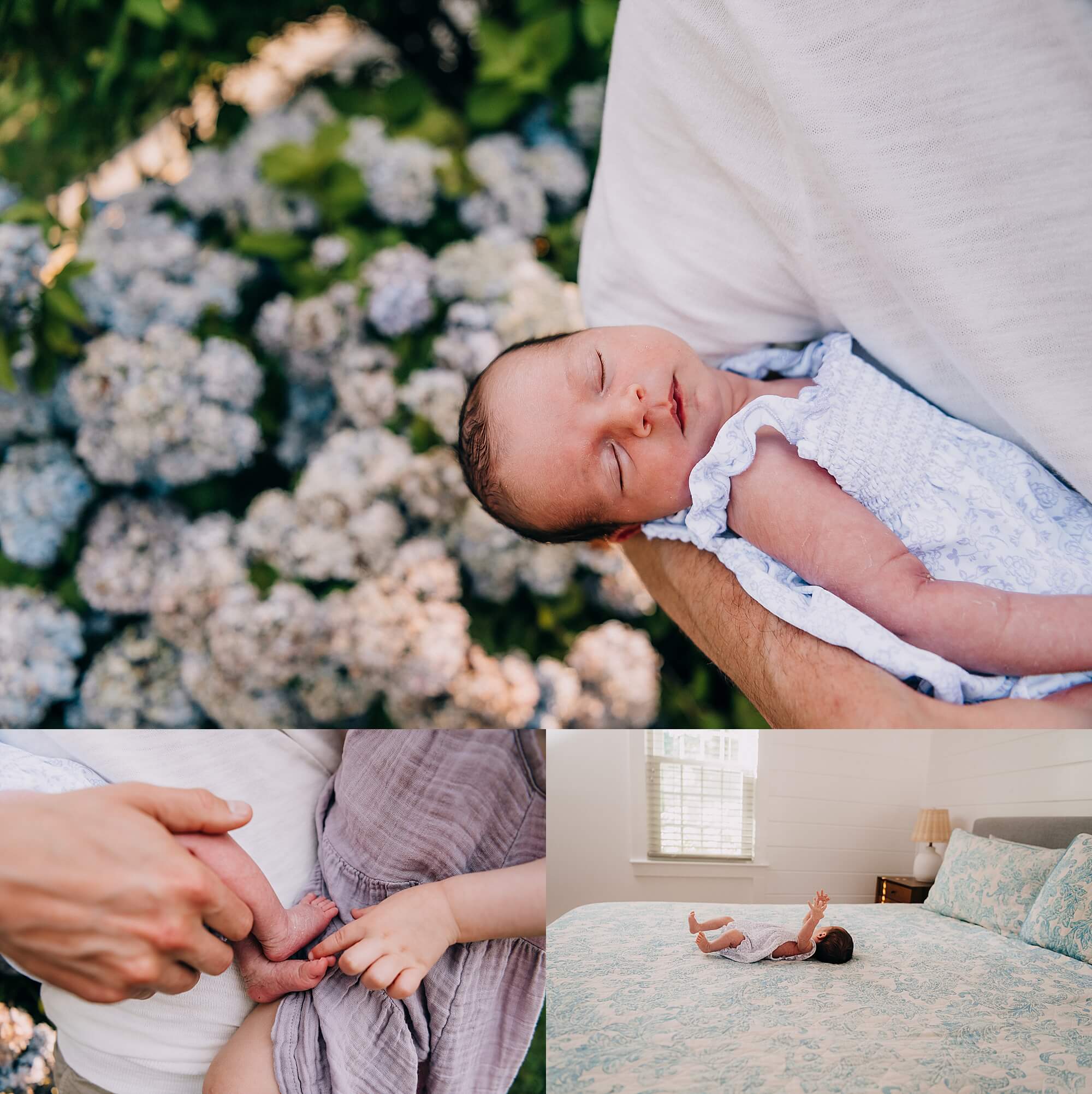 A newborn baby surrounded by hydrangeas during her Boston Newborn Photographer session with Allison Wolf Photography
